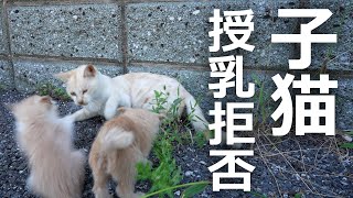 【授乳拒否】子猫が吹っ飛ばされる!?その結果…