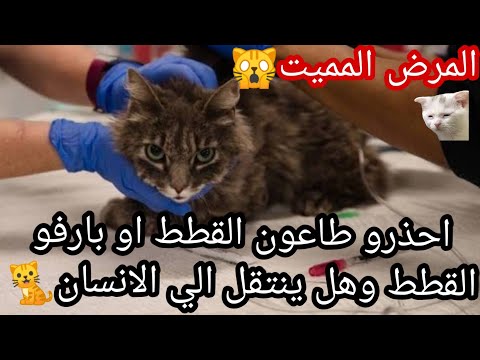 احذروا طاعون القطط او بارفو القطط🙀 وهل ينتقل الي الانسان 🤔