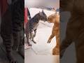 Reaction video part 5 🫣😱 #playpower #funny #animals #comedy