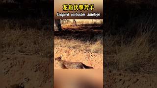 Leopard ambushes antelope花豹伏擊羚羊的過程 #leopard #antelope #花豹