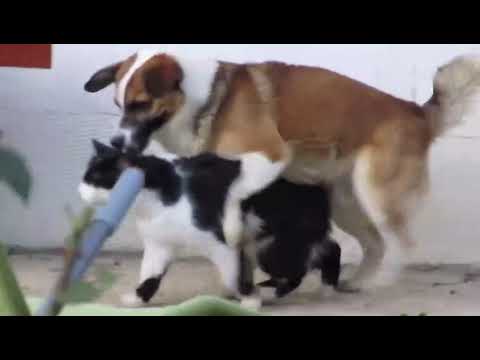 cat dog mating breeding