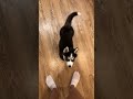 Husky puppy only reacts to sound of his food bowl