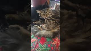 Wanting To Knock Off The Decorations