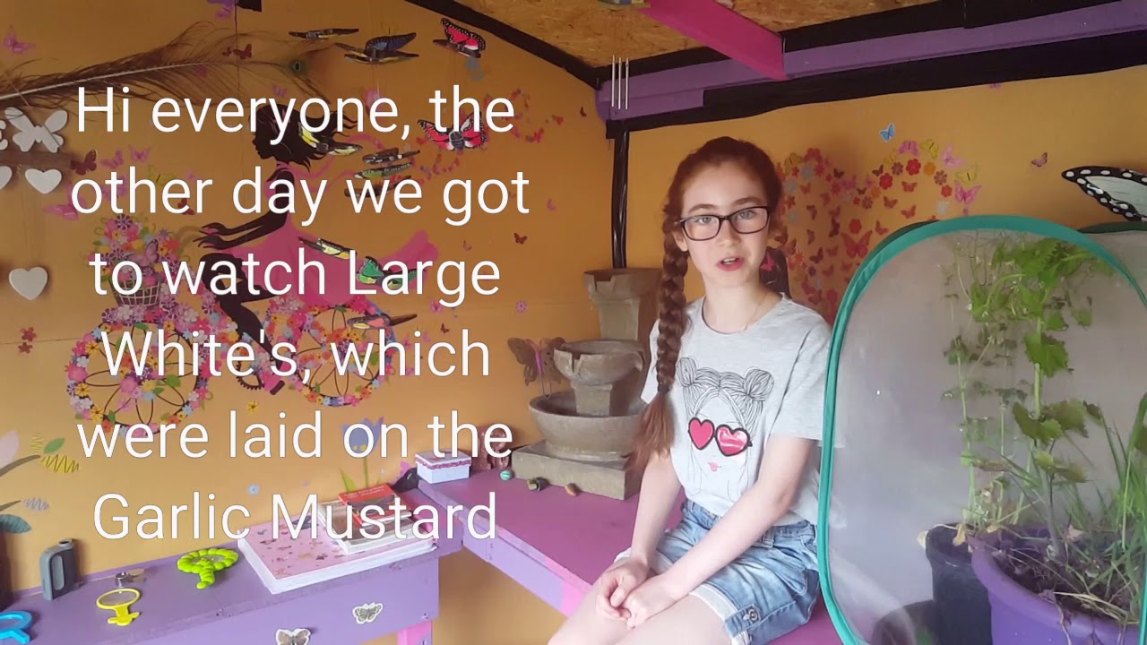 Large White Caterpillars