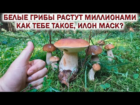 💥БЕЛЫЕ ГРИБЫ растут МИЛЛИОНАМИ!👉ГРИБ на ГРИБЕ! Как тебе такое, ИЛОН МАСК?🌲Ждём Грибы 2024!🍁