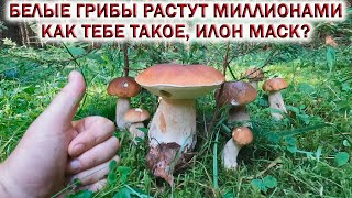 💥БЕЛЫЕ ГРИБЫ растут МИЛЛИОНАМИ!👉ГРИБ на ГРИБЕ! Как тебе такое, ИЛОН МАСК?🌲Ждём Грибы 2024!🍁