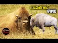 EL BISONTE MAS GRANDE DEL MUNDO – BISONTES GIGANTES - los bisontes mas grandes