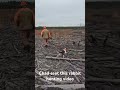 Deer hunting with hounds