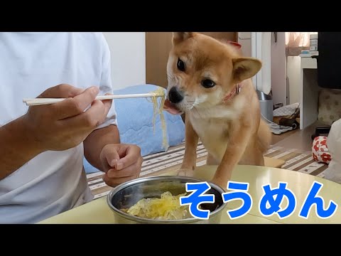 【ASMR】暑い夏はそうめんいただきます！小夏1歳　そうめん瓜　なますうり　金糸瓜