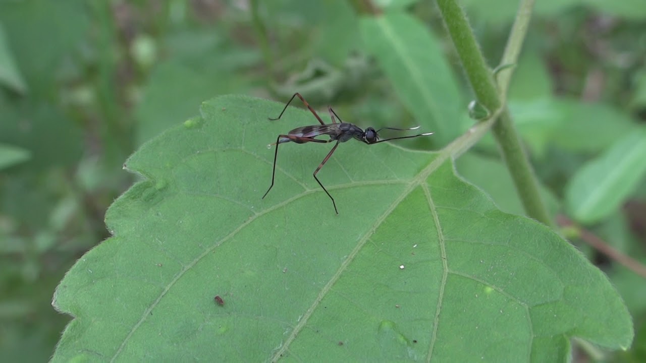 Stiltlegged Flies from Thailand YouTube