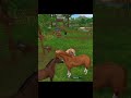 Horse Fire Phoenix and horses pasture 🏞️🐎🫶 #starstablespoiler #starstableonline #starstable