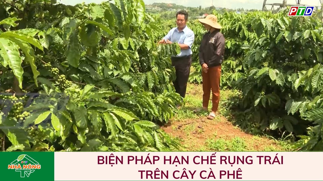 Biện pháp hạn chế rụng trái trên cây cà phê