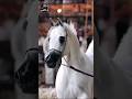 أفضل خيول الإنتاج في الخيل العربي المصري لعام 2024 Best Straight Egyptian Sires In 2024 Horses خيل أفضل خيول الإنتاج في الخيل العربي المصري لعام 2024 Best Straight Egyptian Sires In 2024 Horses خيل