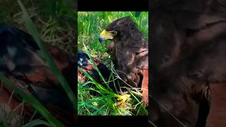 Nature Bird Hawk Attack Hen ? shorts nature hawk birds birdslover viral trending birdattack