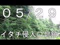 イタチ侵入口封鎖作業！山奥編！　２０２１年５月２９日