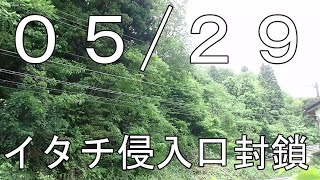 イタチ侵入口封鎖作業！山奥編！　２０２１年５月２９日