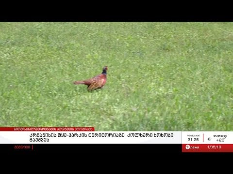 კრწანისის ტყე-პარკში ხოხბები გაუშვეს