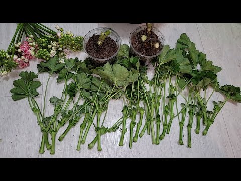 ЖАЛЕЮ, ЧТО не укореняла ГЕРАНЬ так раньше, быстро дают корни, массовое укоренение черенков