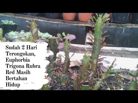 Video: Kapan menyiram euphorbia trigona?