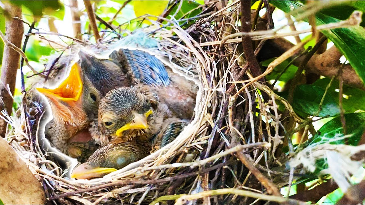 裏庭に巣を作って子育てしていた野鳥のその後 Youtube