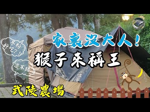 武陵農場露營區【猴王】出現了，搭帳千萬不要這樣做，結果出乎意料｜高山金針花登場《憂娘駕駛Outdoor》