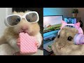 Some funny hamsters to improve your day  hamster compilation 