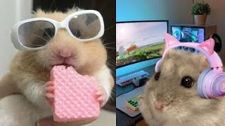 Some Funny Hamster Videos To Improve Your Day 😂 Hamster Compilation! 🐹 screenshot 2