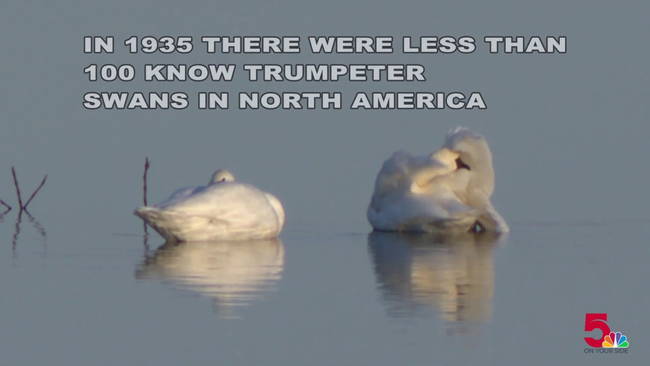 Swans Have Come Back >> Trumpeter Swans Making Comeback In The Riverlands Youtube Swans Have Come Back >> Trumpeter Swans Making Comeback In The Riverlands Youtube