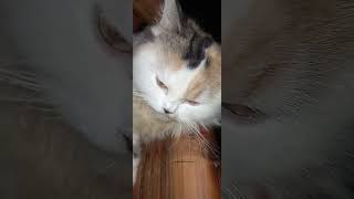 nagmamaganda n nmn si kitty marie