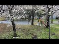 【 LIVE 】JAPAN 桜🌸 SAKURA 東京都足立区立みだまえ公園カメラ2 ライブカメラ TOKYO JAPAN live camera webcam livestream