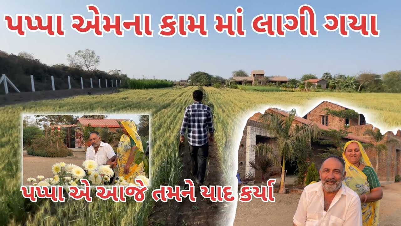 પપ્પા નો ઉત્સાહ હજી વધારવાનો છે | આપી દો આજે hyep | village life | farmer life | farming 
