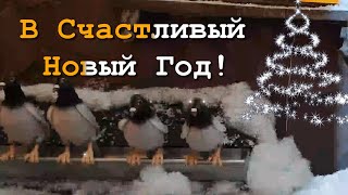 С Наступающим Новым Годом 2024! - Кому билетики В Счастливый Новый Год 2024? Караоке Поздравление.