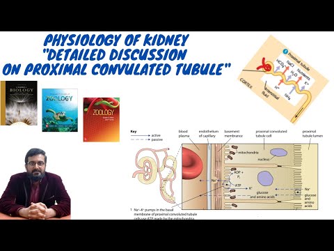 Animal Form & Functions Lec#10 P2: Physiology of Kidney; Reabsorption in PCT (Urdu/Hindi)