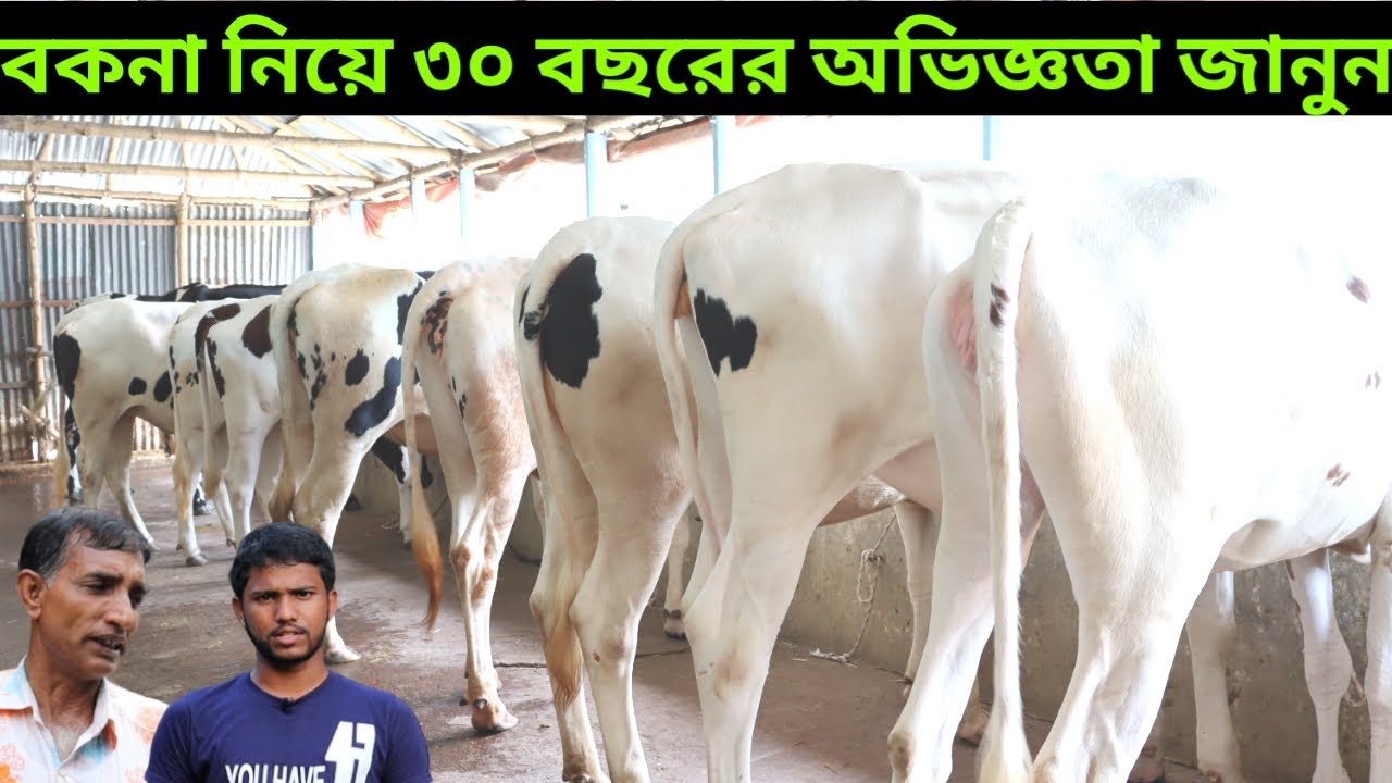 বকনা নিয়ে ৩০ বছরের অভিজ্ঞতার কথা জানালেন | বকনা বাচ্চা কেনার উপায় | কিছু সেরা মানের বকনার দাম জানুন