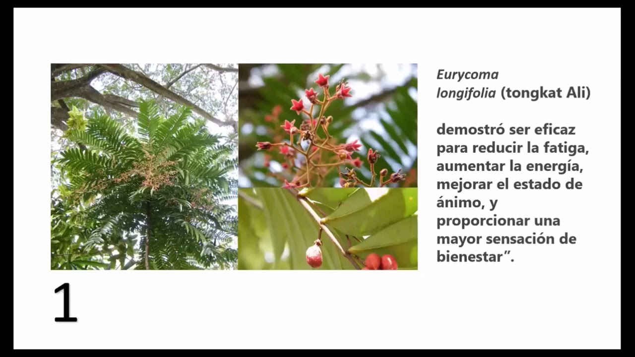 Beneficios De Tongkat Ali YouTube