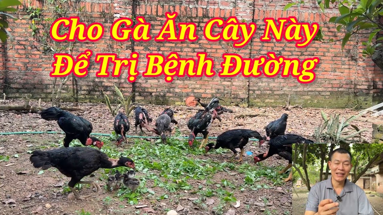 Tôi Đã Chữa Bệnh Đường Ruột Cho Gà Bằng Thảo Dược Và Kết Quả Là Tốt Đến Không Ngờ!
