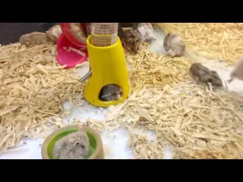 Mua chuột hamster - tranh nhau chơi trò bánh xe quay. cực dễ thương