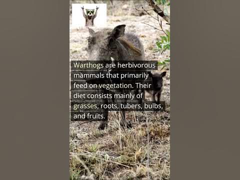 WHAT DO WARTHOGS EAT??? 🐗🤔 #shorts #NEW #animals PLEASE LIKE