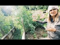 How She Feeds Her Family all their Veggies | Full Garden Tour