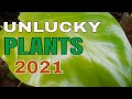 UNLUCKY PLANTS THAT BRING BAD LUCK TO YOUR HOME THIS 2021 - MALAS NA HALAMAN AYON SA FENG SHUI