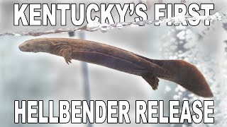 Kentucky's First Hellbender Release