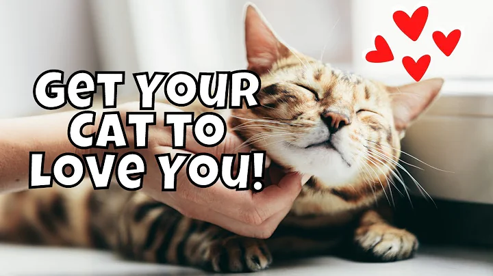 5 Psychological Tricks That Make Your Cat Love You More
