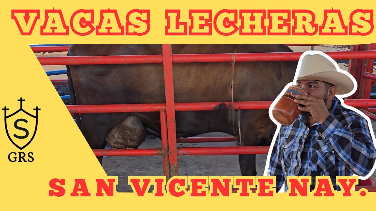 Ganado LECHERO en San Vicente Nayarit | Rancho Los Duendes