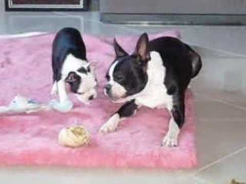 Boston terriers growing up