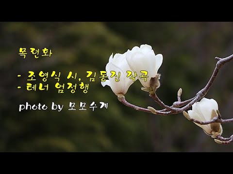 <strong>목련화</strong> / 조영식 시, 김동진 작곡 / 테너 엄정행 &amp;amp; photo by 모모수계