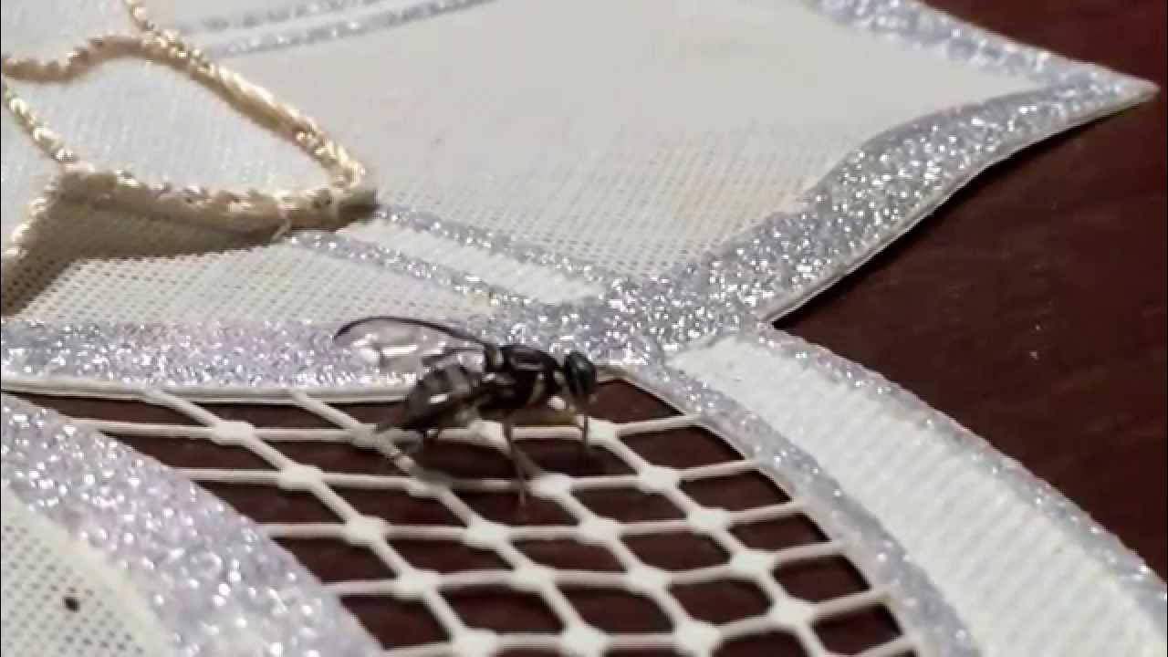 これってミカンコミバエ? YouTube