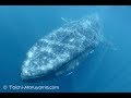 🐳地球史上最大の動物／シロナガスクジラが真下を泳いで行った時のシーン🐋／Blue Whale Encounter, the Largest Animal ever lived