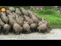 Elephants crossing river