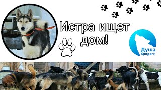 ИСТРА ИЩЕТ ДОМ!КАЛУГА ИСТРА ИЩЕТ ДОМ!КАЛУГА