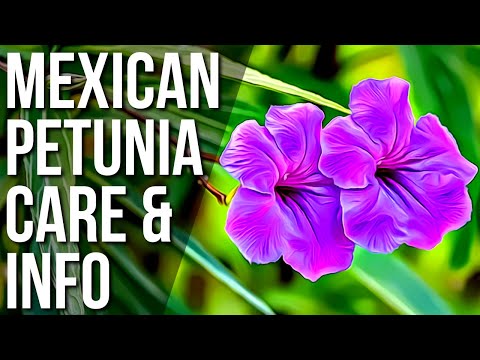 Video: Zullen Mexicaanse petunia's terugkomen?